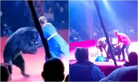 Antrenoare însărcinată, atacată de un urs în faţa a zeci de copii terifiaţi, în timpul unui spectacol de circ din Rusia